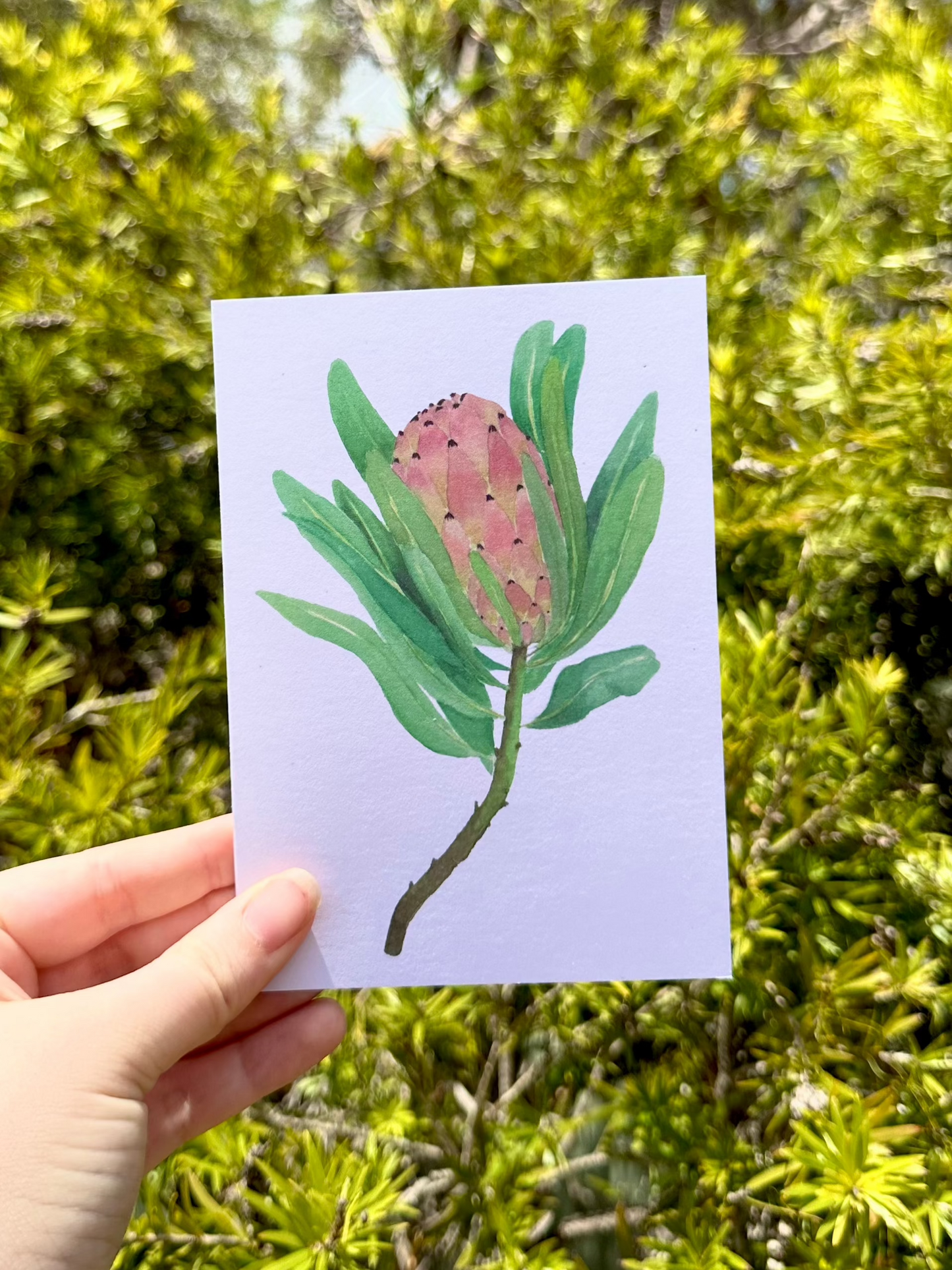 Protea II Greeting Card