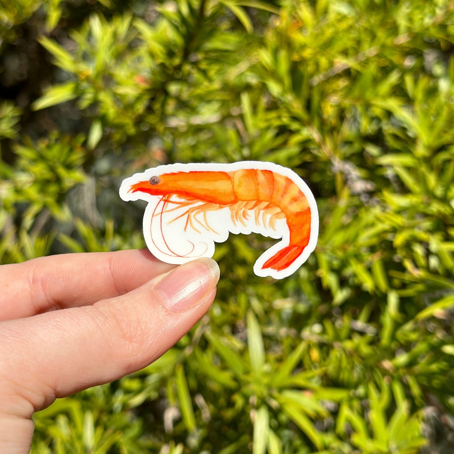 Prawn Sticker