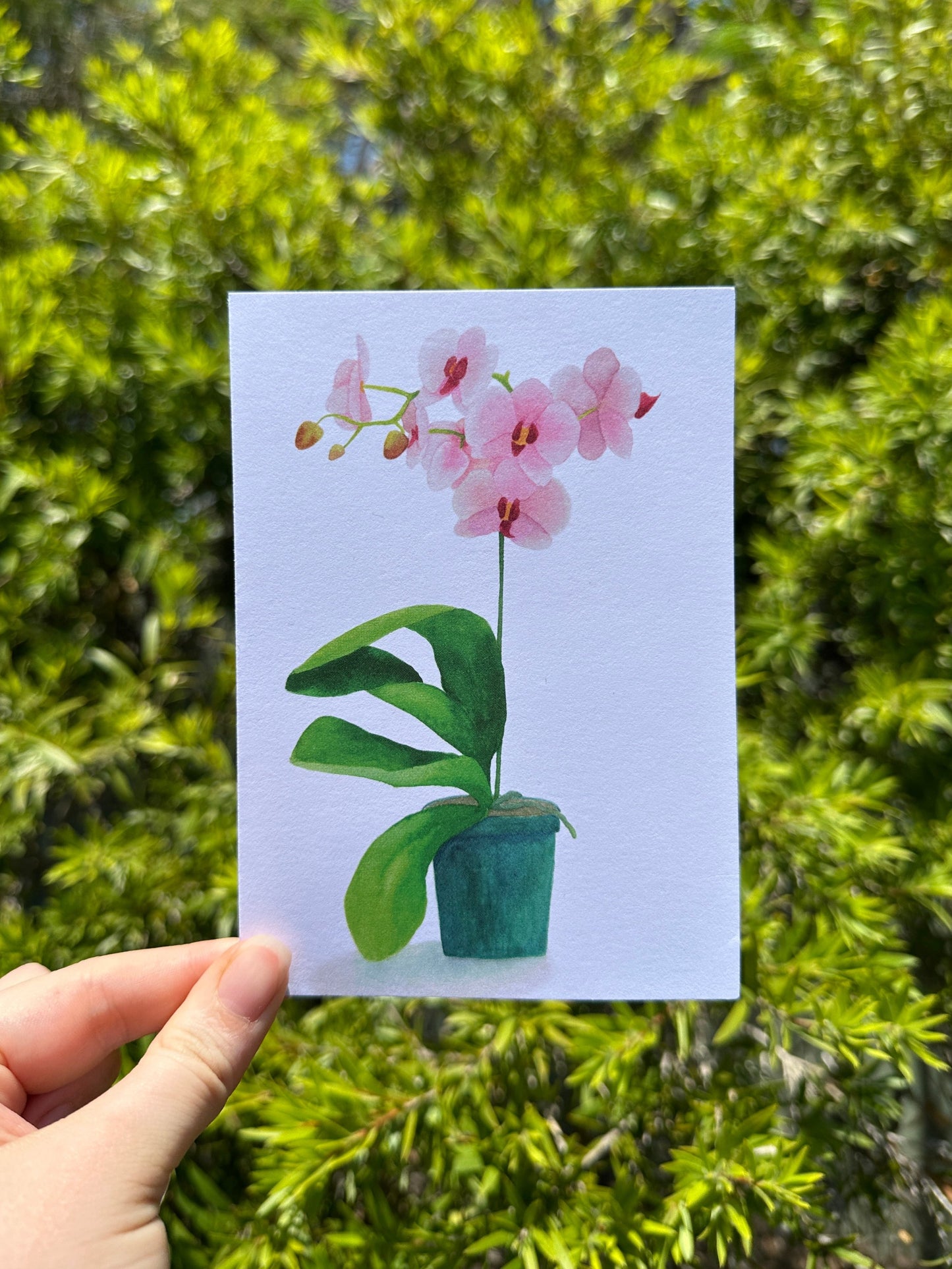 Orchid Potplant Greeting Card
