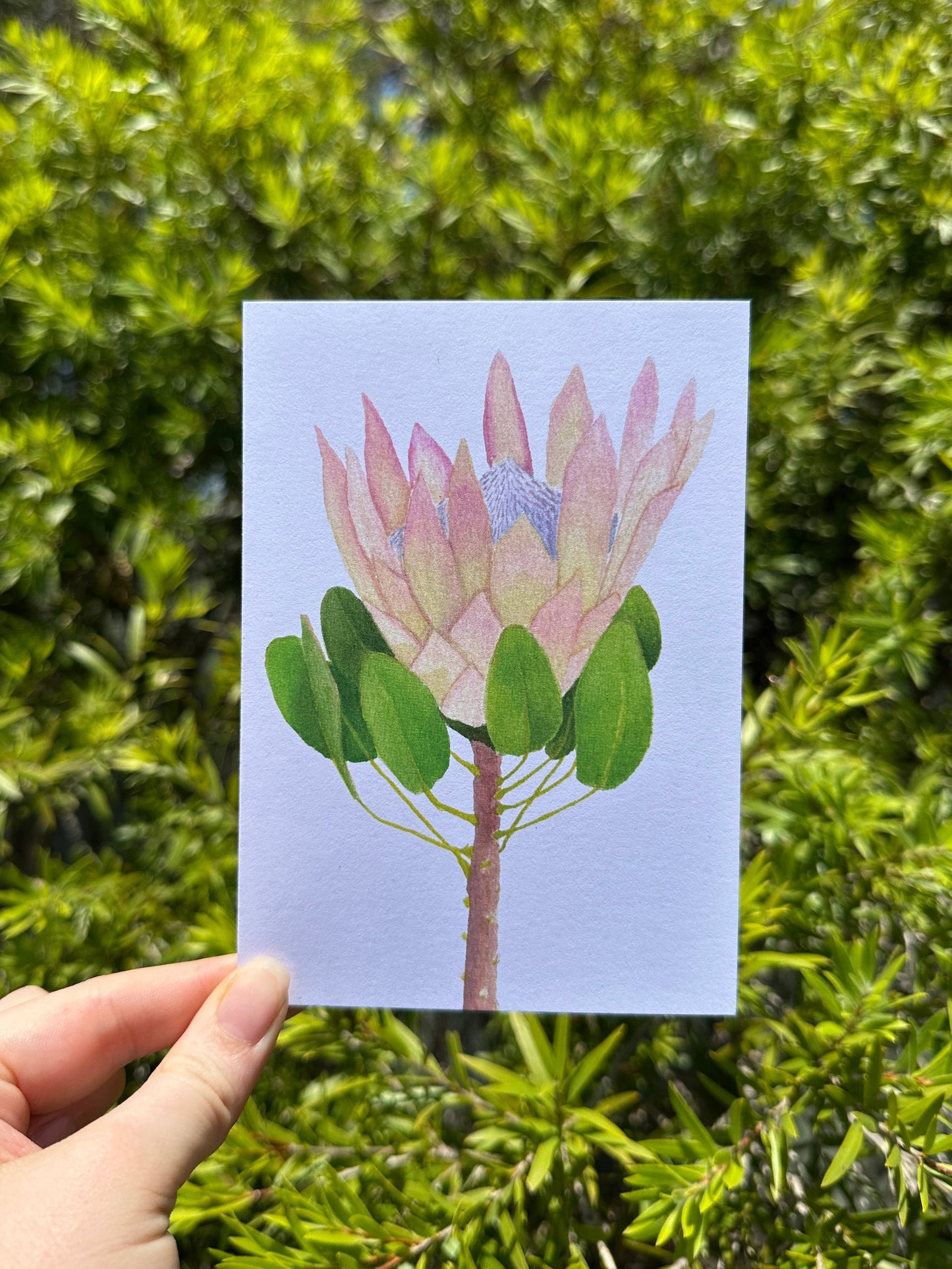 King Protea Greeting Card