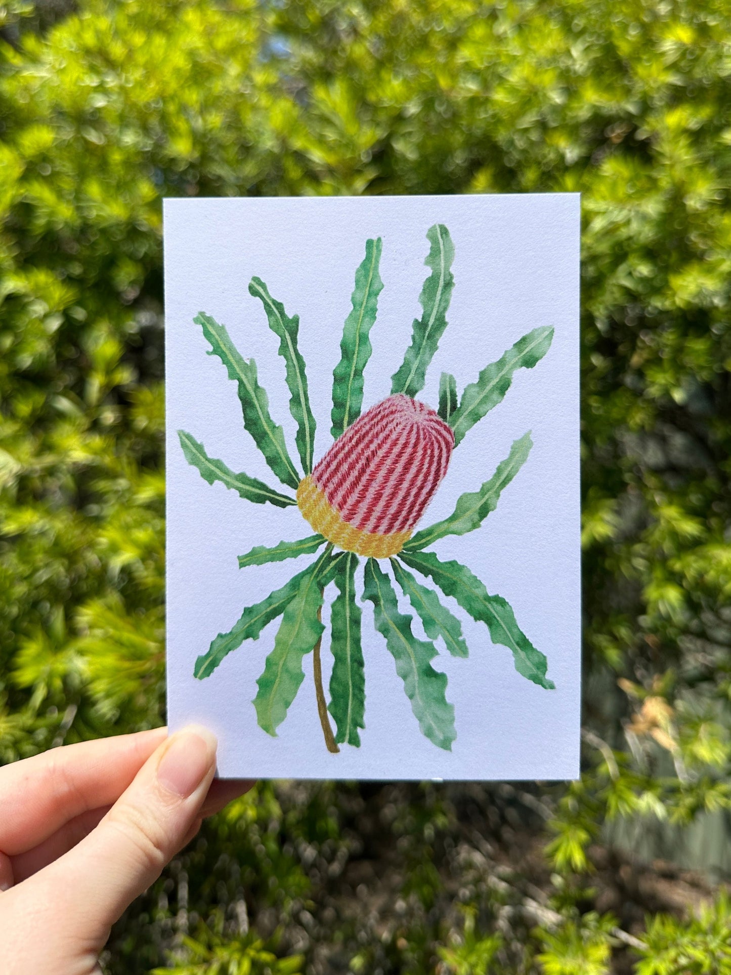 Banksia Greeting Card