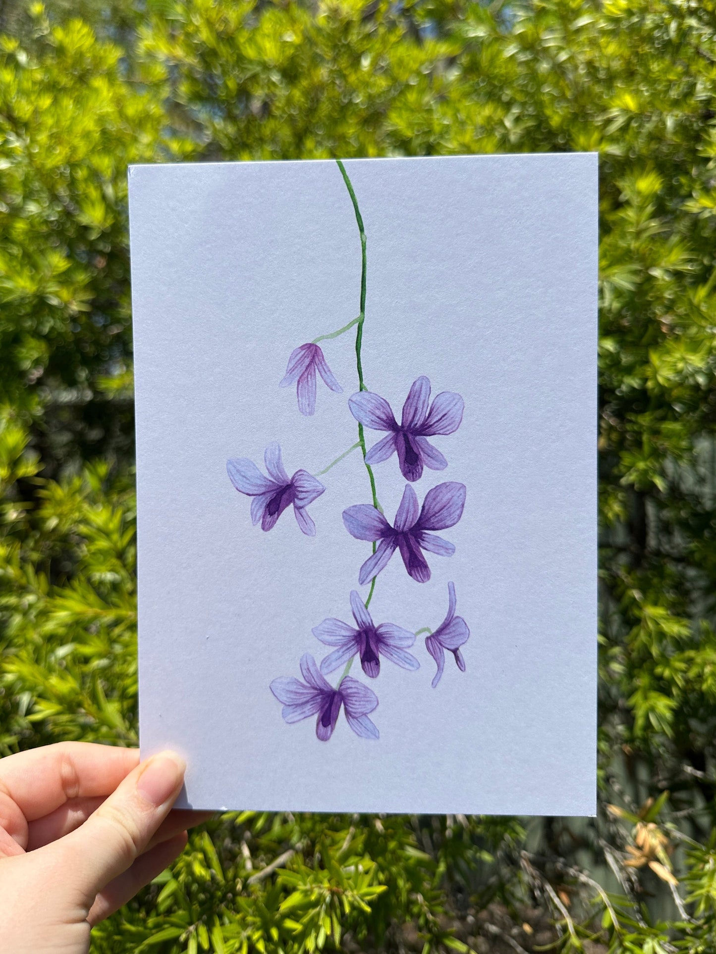 Purple Orchid Postcard Print