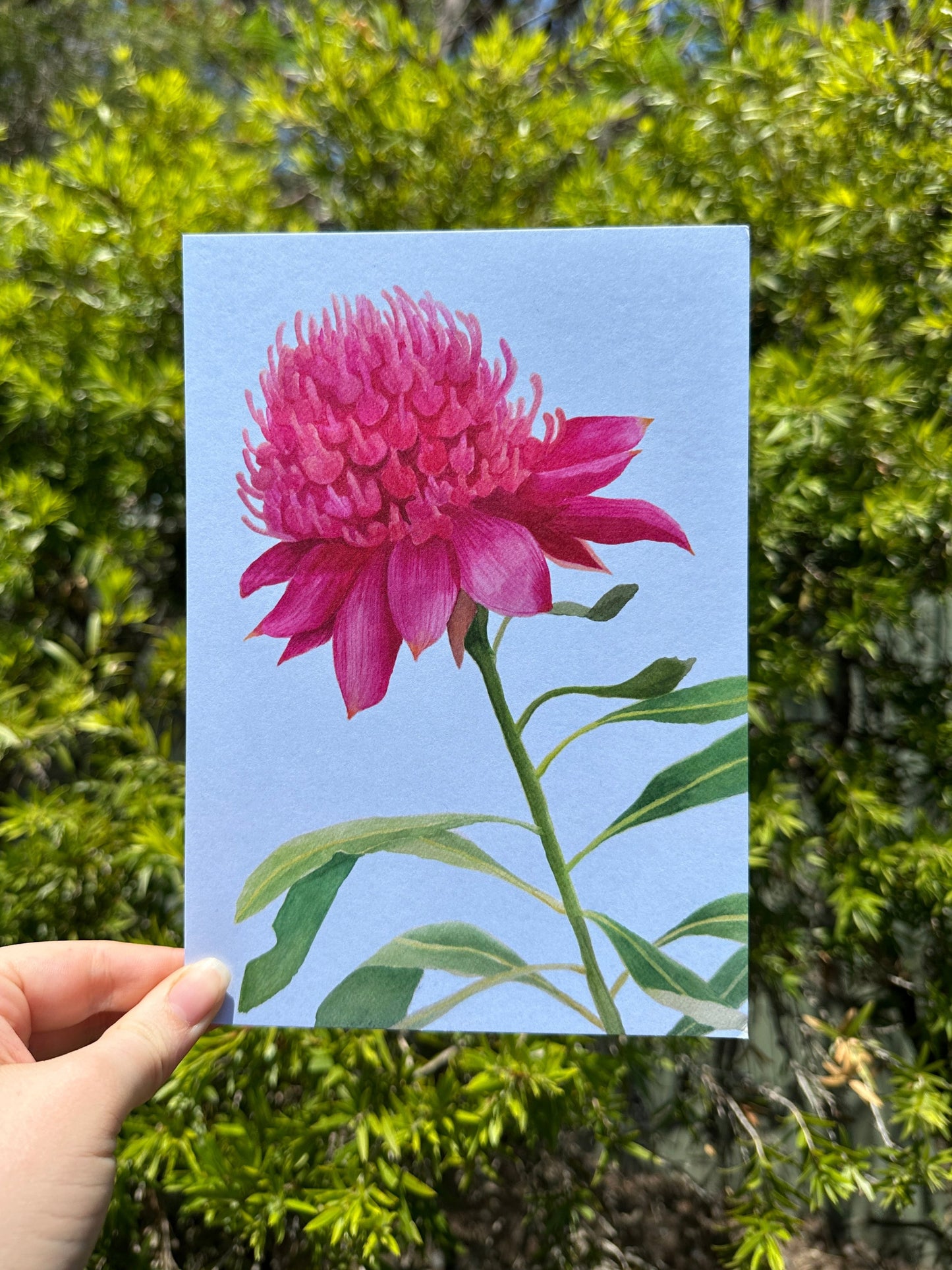 Waratah Postcard Print