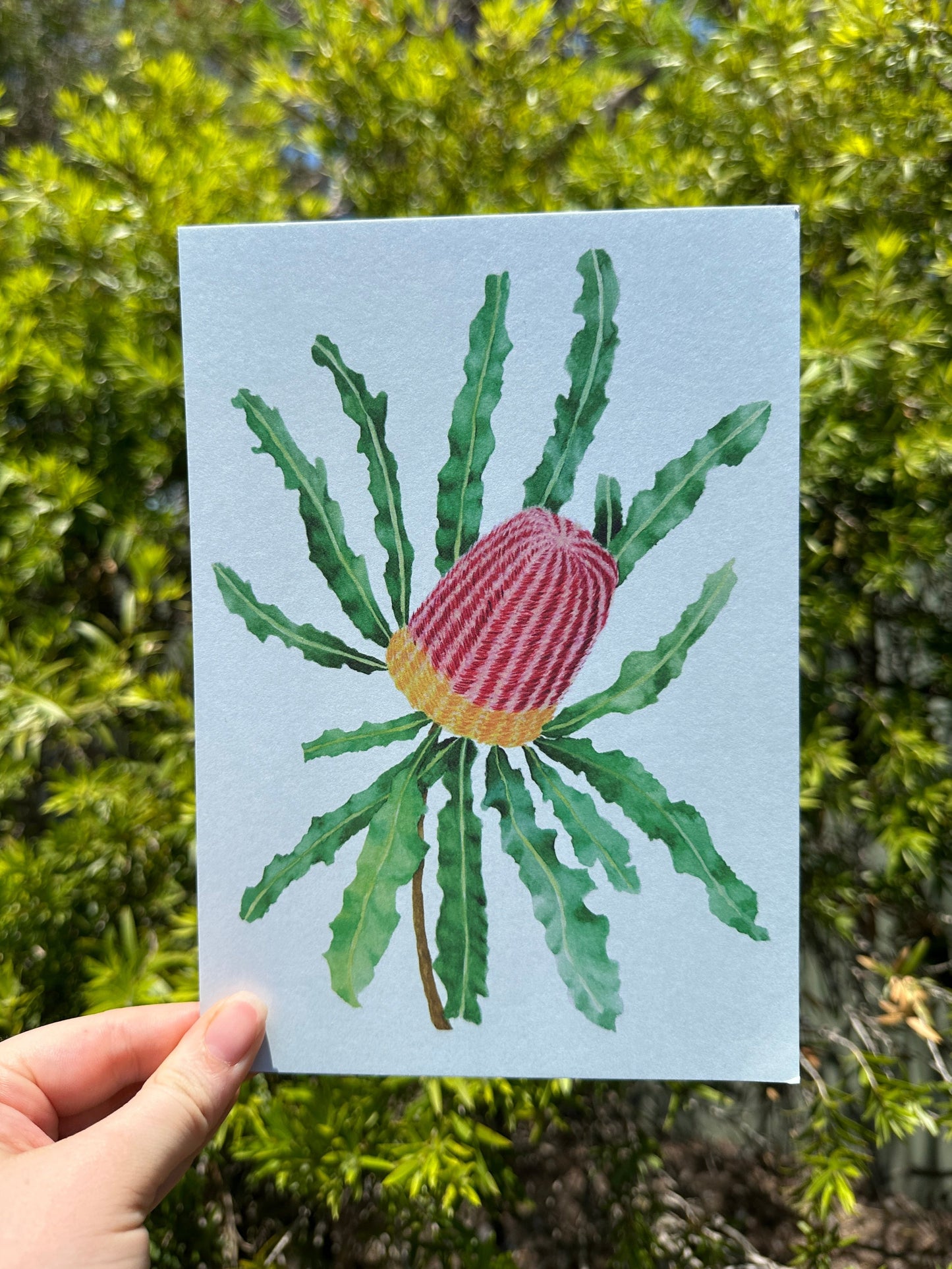 Banksia Postcard Print
