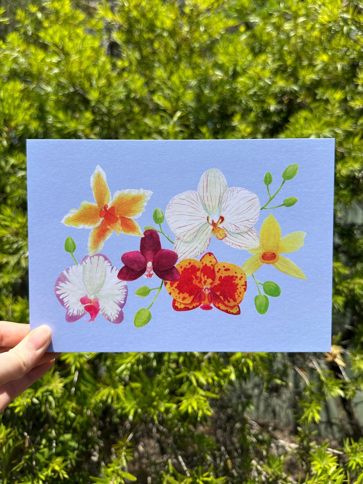 Colourful Orchid Postcard Print