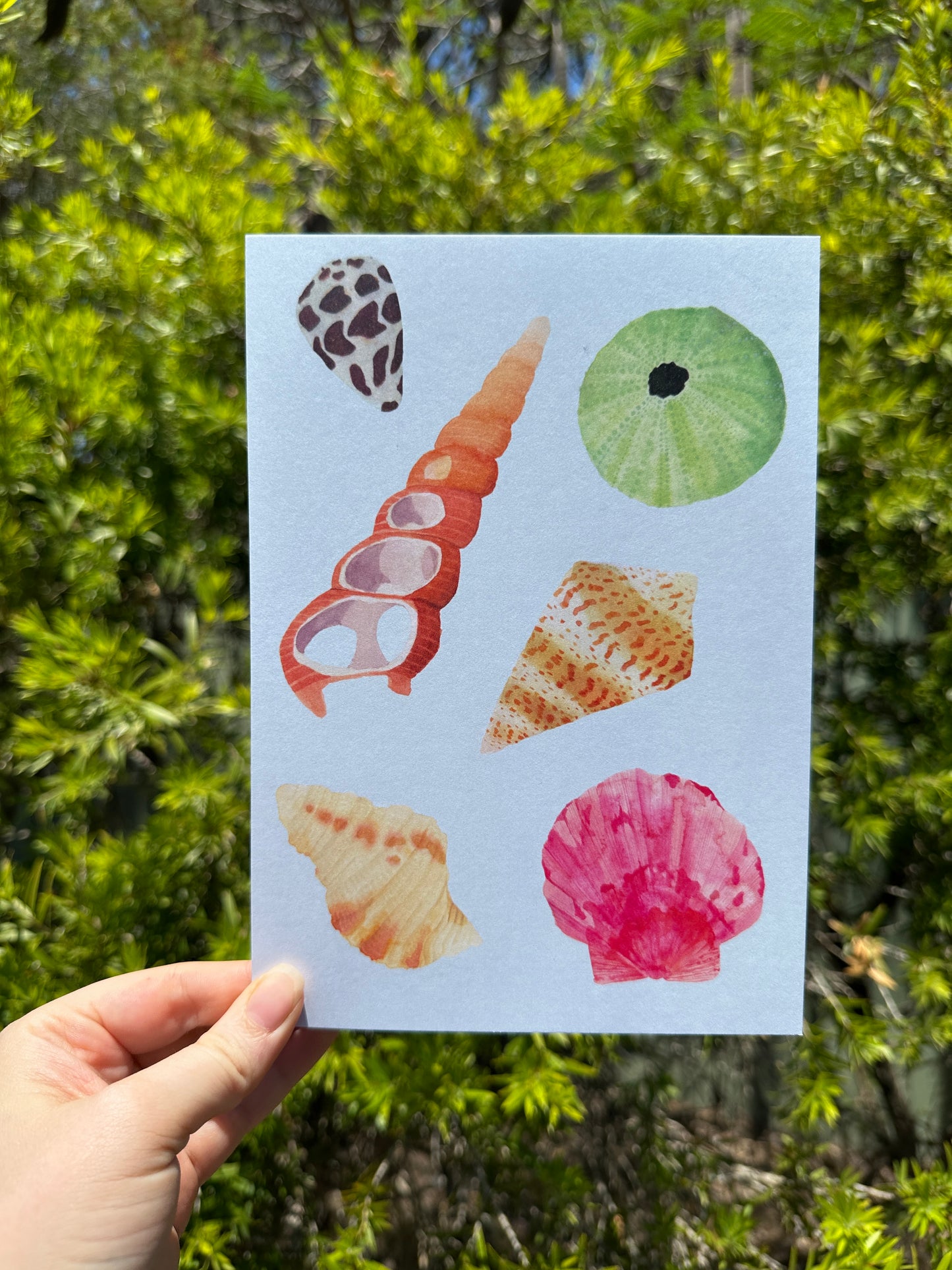 Sea Shell Postcard Print