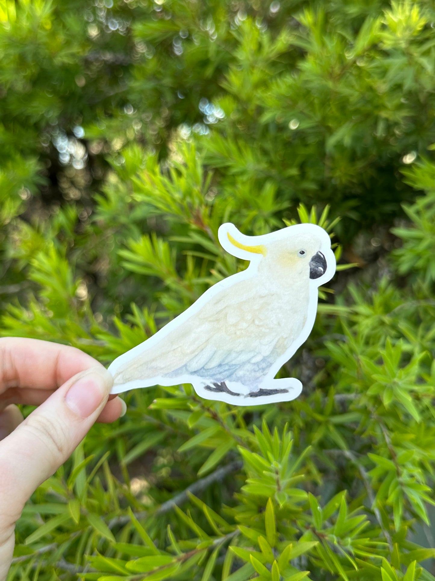 Cockatoo vinyl sticker