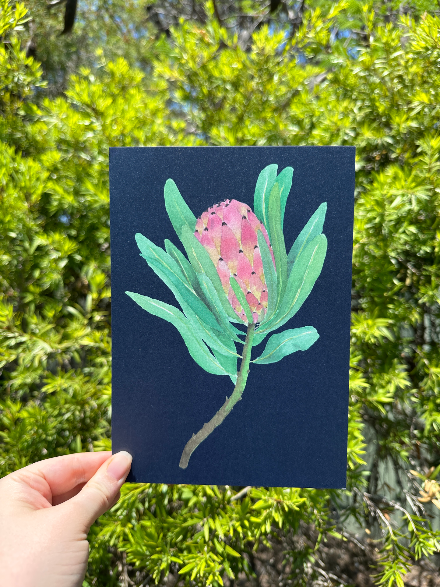Protea II Postcard Print