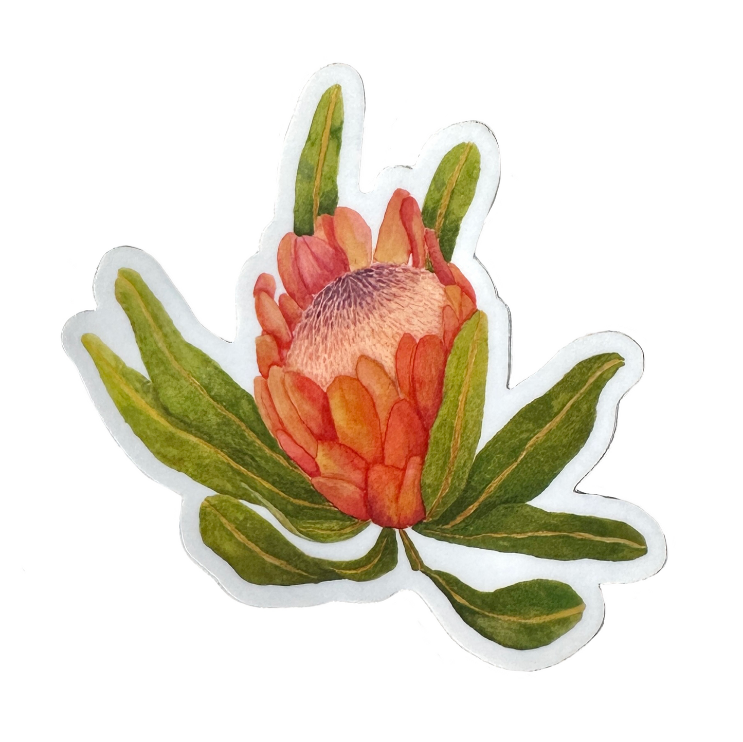Protea Sticker