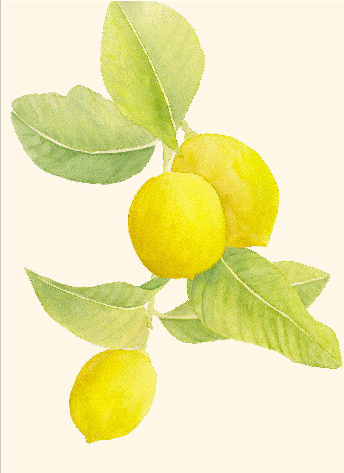 Botanical Watercolour Painting Workshop - Biloela